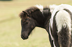 Icelandic horse foal