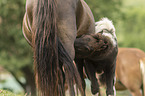 Icelandic horses
