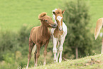 Icelandic horses