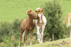 Icelandic horses