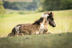 Icelandic horse foal