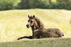 Icelandic horse foal