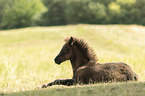 Icelandic horse foal