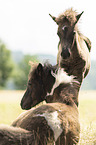 Icelandic horses