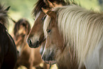 Icelandic horses