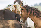 Icelandic horses