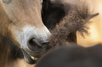 Icelandic horse detail
