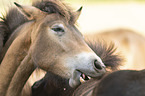 Icelandic horses