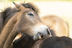 Icelandic horses