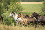 Icelandic horses