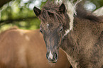 Icelandic horses