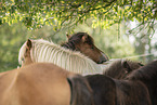 Icelandic horses