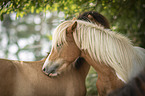 Icelandic horses