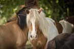 Icelandic horses