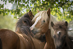 Icelandic horses