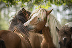 Icelandic horses