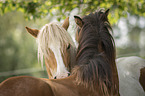Icelandic horses
