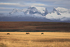 herd of Icelandic horses