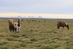 herd of Icelandic horses