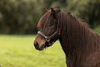 Icelandic horse with halter