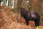 Icelandic horse in autumn
