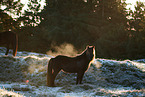 Icelandic horse in winter