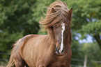 Icelandic stallion