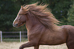 Icelandic stallion