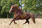 Icelandic stallion