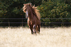 Icelandic stallion