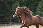 Icelandic stallion