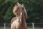 Icelandic stallion