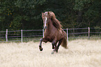 Icelandic stallion