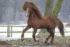 Icelandic stallion