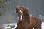 Icelandic stallion