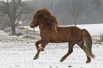 Icelandic stallion
