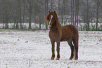 Icelandic stallion