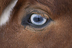 Icelandic stallion