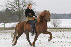 Icelandic stallion