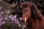 Icelandic horse
