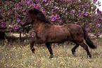 running Icelandic Horse