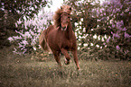running Icelandic Horse