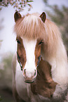 Icelandic horse in spring