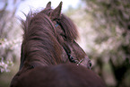 Icelandic horse in spring
