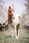 Icelandic horse in spring