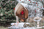 Islandic horse with christmas decoration