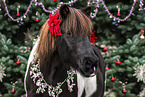 Islandic horse with christmas decoration