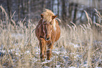 Islandic horse in winter