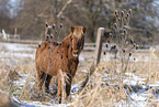 Islandic horse in winter