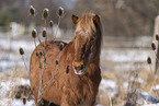 Islandic horse in winter